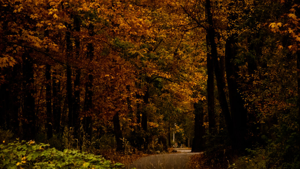 Wooded Path in Fall