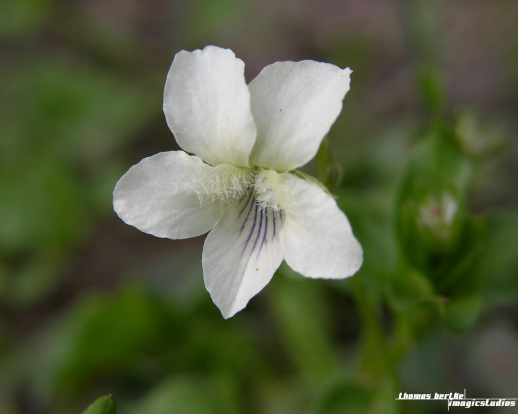 Wild Violet