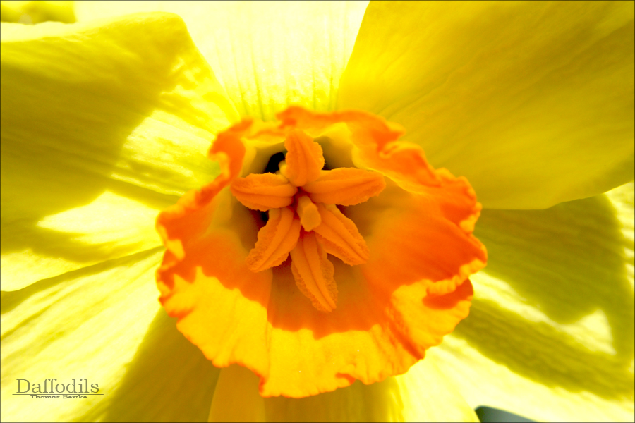 Daffodils