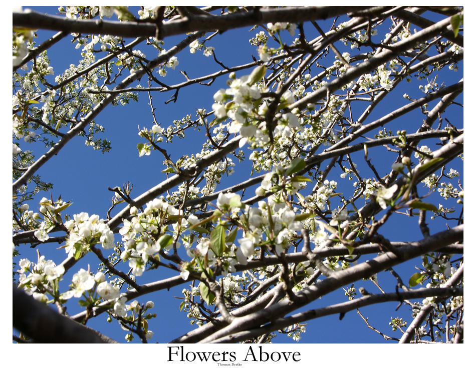 Flowers Above