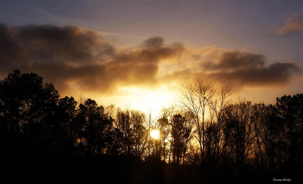Break Through The Tree Line