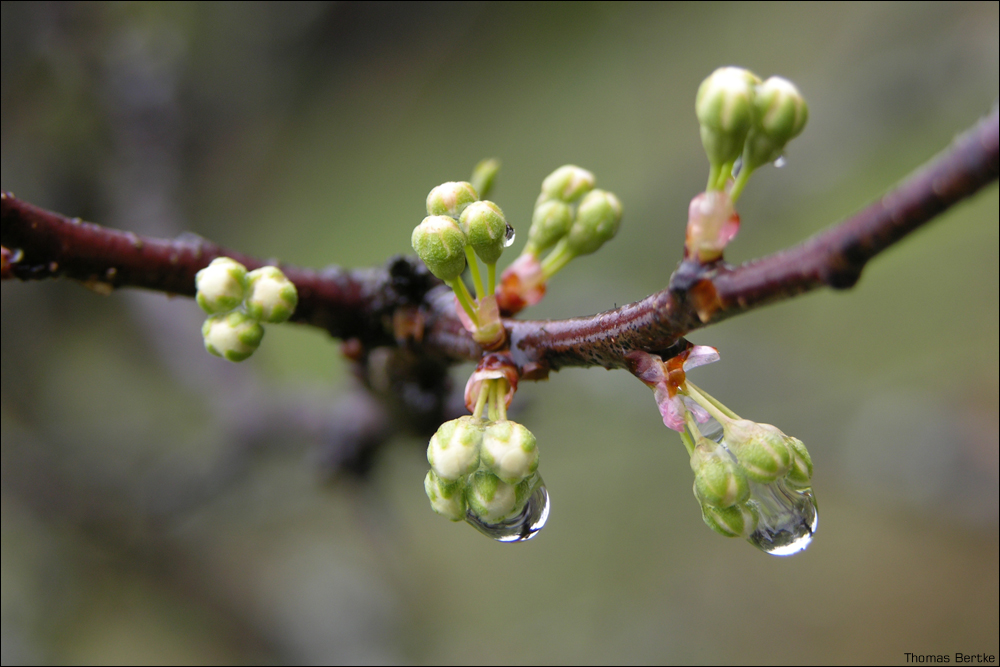 Cherry Buds