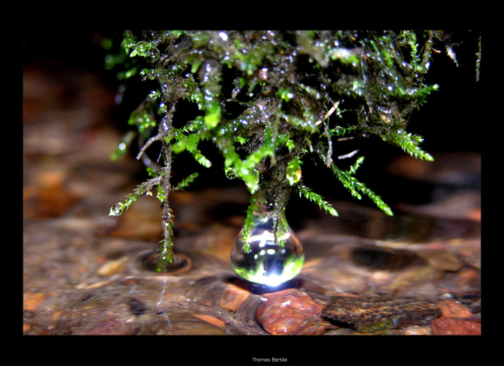 Moss Tears Original