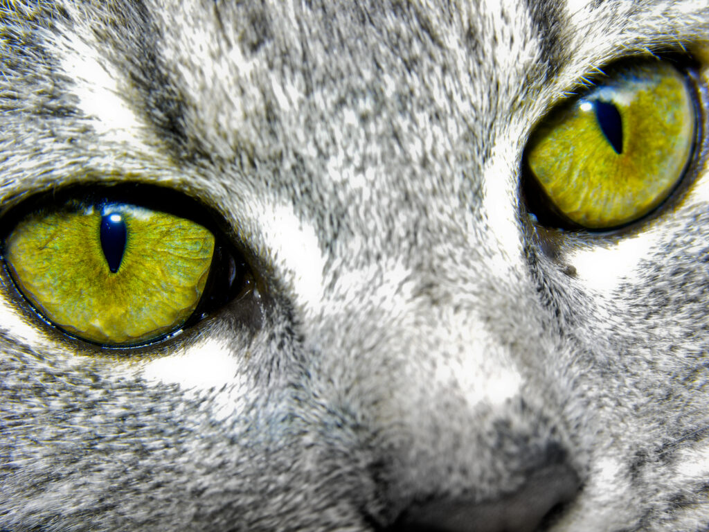Cat Eyes of 9 Lives